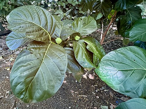 Indian mulberry: Morinda Citrifolia (noni) on the island of Maui, August 18, 2025