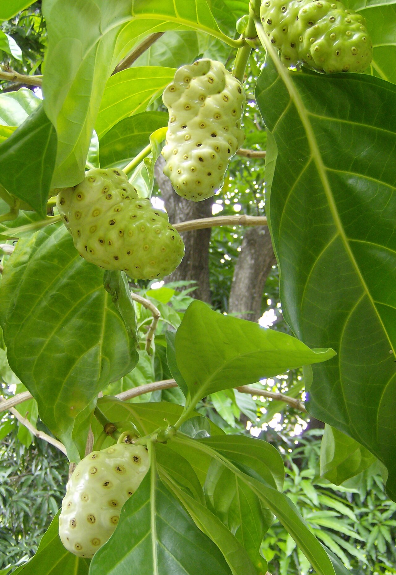 Indian mulberry: Morinda citrifolia . El none, fruta del diablo o mora de la India (Morinda citrifolia) es una planta arbórea o arbustiva de la familia de las rubiáceas; origina
