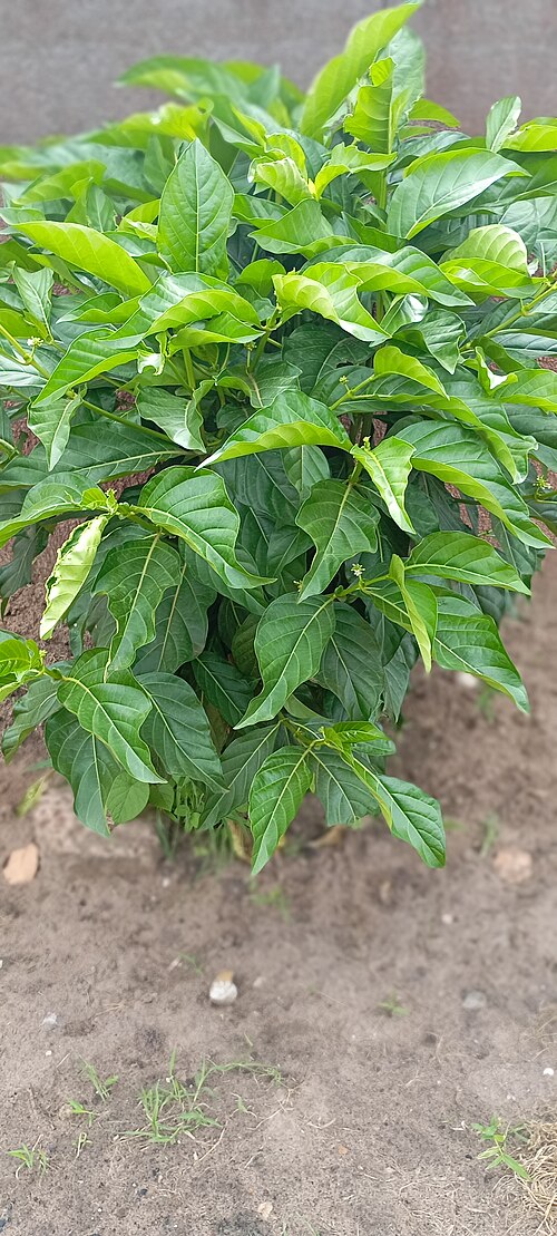 Indian mulberry: At the garden