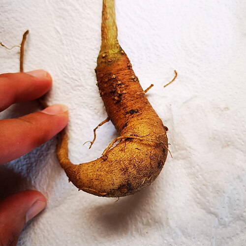 Moringa: Moringa seedling root forming caudex