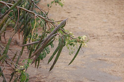 Moringa: Caminata WikiAcción Perú en Chimbote, agosto 2022. Evento que se llevó a cabo en el Vivero Forestal de la ciudad de Chimbote el 7 de agosto de 2022. El evento f