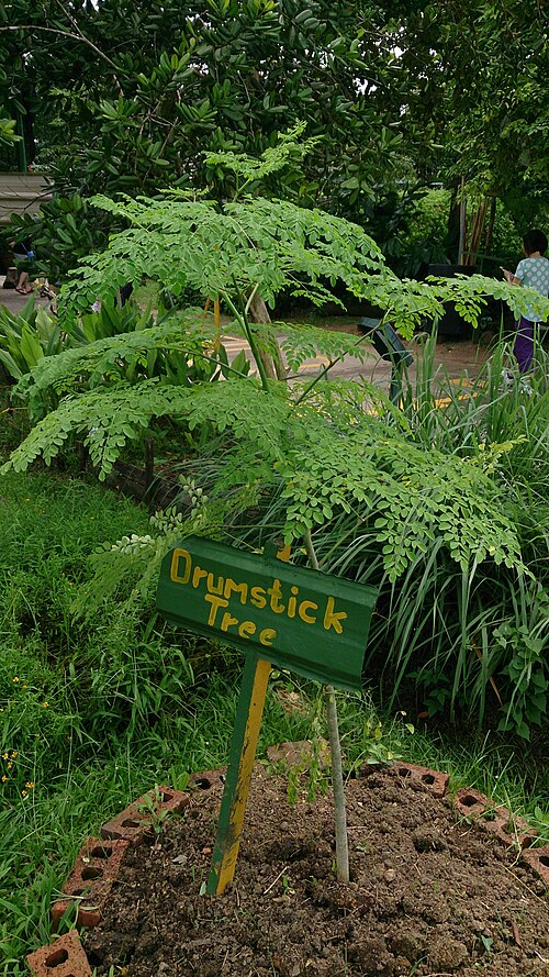 Moringa: Moringa oleifera. Common names: Drumstick Tree. Horseradish Tree. Native to India. In traditional medicine, the leaves and pods are eaten as laxatives. The seed