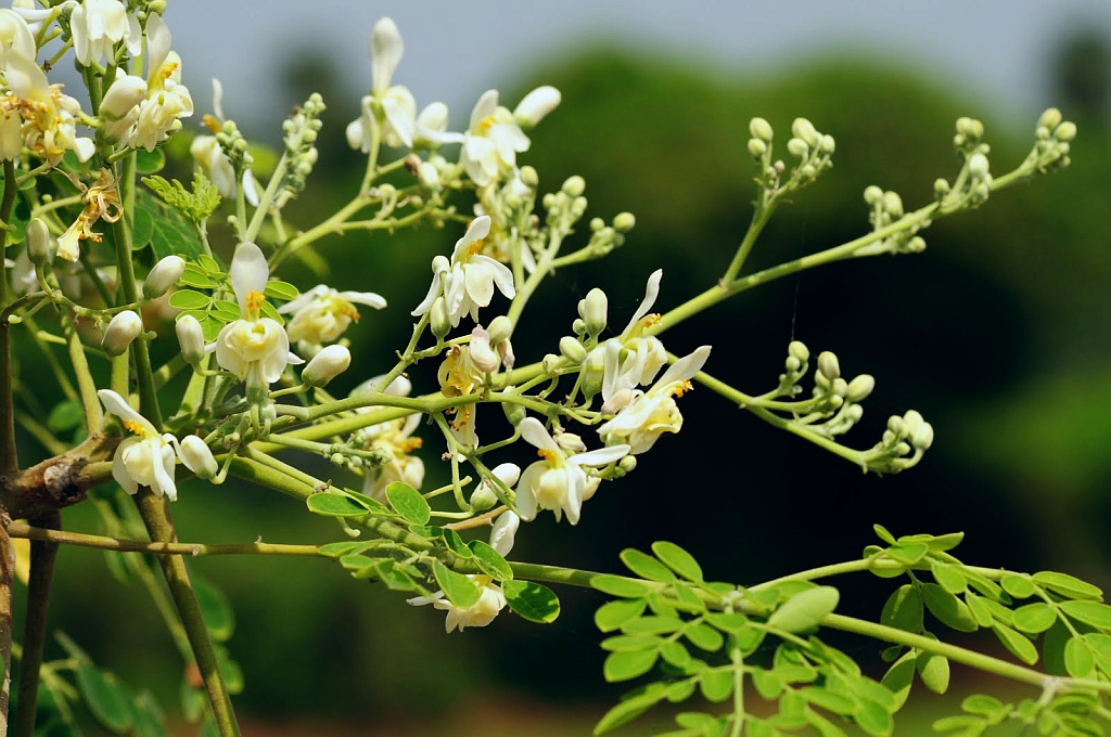 Moringa: Drumstick Tree Flowers
