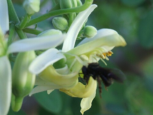 Moringa: Essa abelha teve uma surpresa: havia uma aranha caranguejo nessa flor