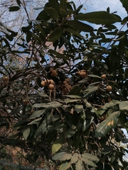 Ratapple (Morisonia americana)
