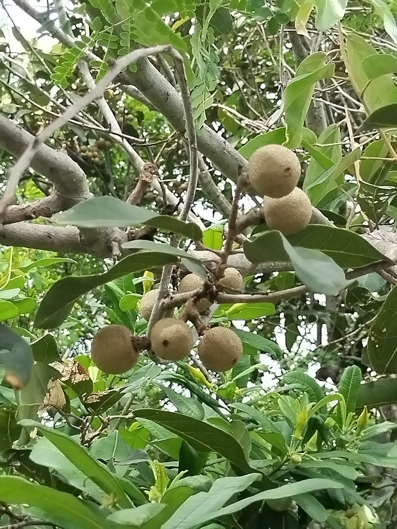 Ratapple: Rat Apple (Morisonia americana). Species of plant.