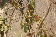 Ratapple (Morisonia americana)