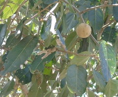Ratapple (Morisonia americana)