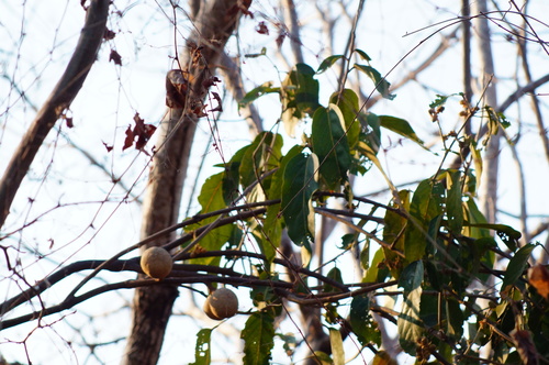 Ratapple (Morisonia americana)