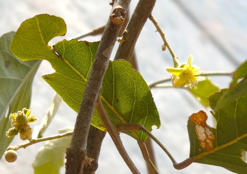 Ratapple (Morisonia americana)