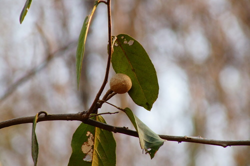 Ratapple (Morisonia americana)
