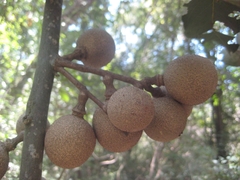 Ratapple (Morisonia americana)