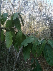 Ratapple (Morisonia americana)