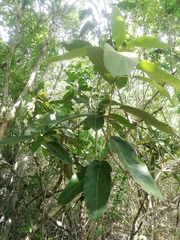 Ratapple (Morisonia americana)