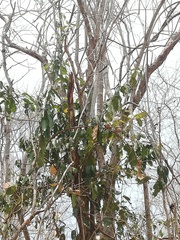 Ratapple (Morisonia americana)