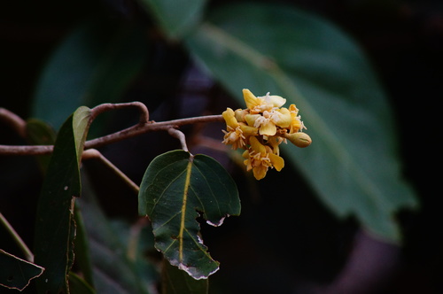 Ratapple (Morisonia americana)