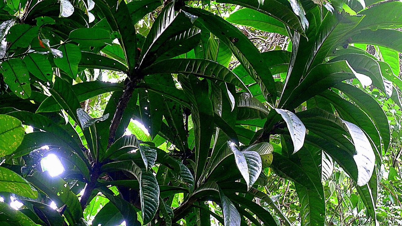 Morisonia bahiana: Colicodendron bahianum Cornejo & H.H.Iltis