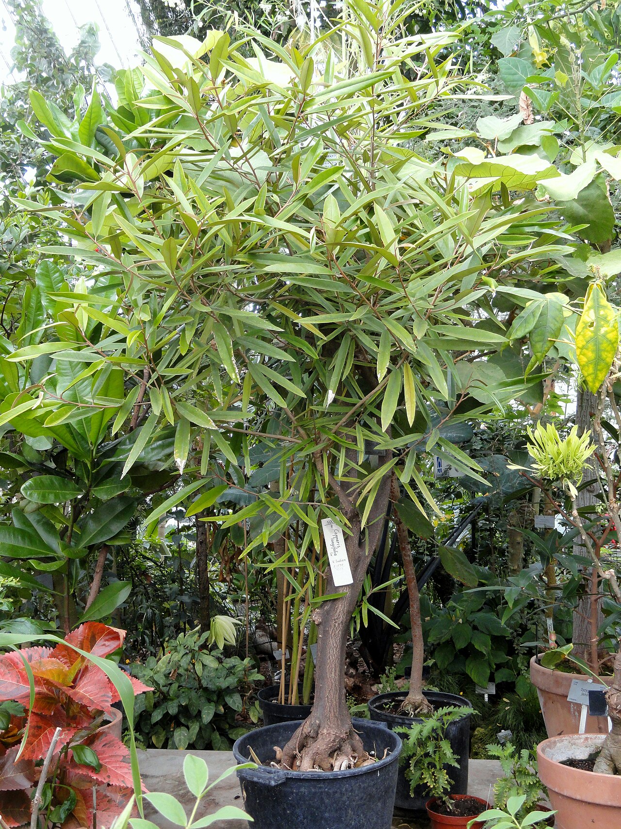 Jamaican caper: Botanical specimen in the University of Copenhagen Botanical Garden, Copenhagen, Denmark.