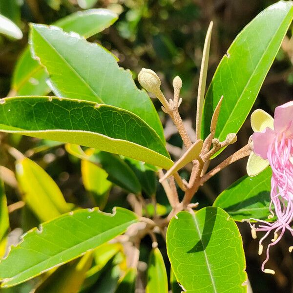 Jamaican caper (Morisonia cynophallophora)