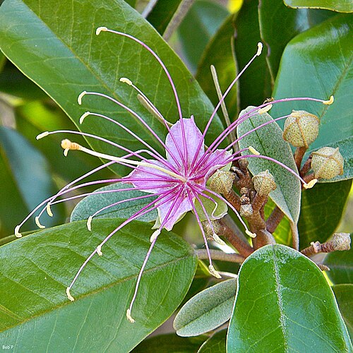 Jamaican caper: Following an intoxicating wild scent led me to this Jamaica caper blossom. The flowers are pure white when first open, becoming lavender-violet after a couple o