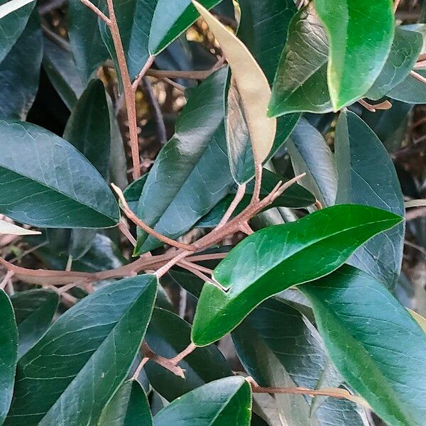 Jamaican caper (Morisonia cynophallophora)