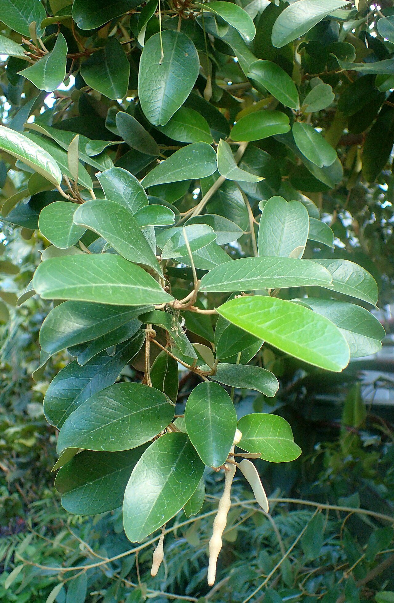 Jamaican caper: Capparis cynophallophora at Garfield Park Conservatory, Illinois