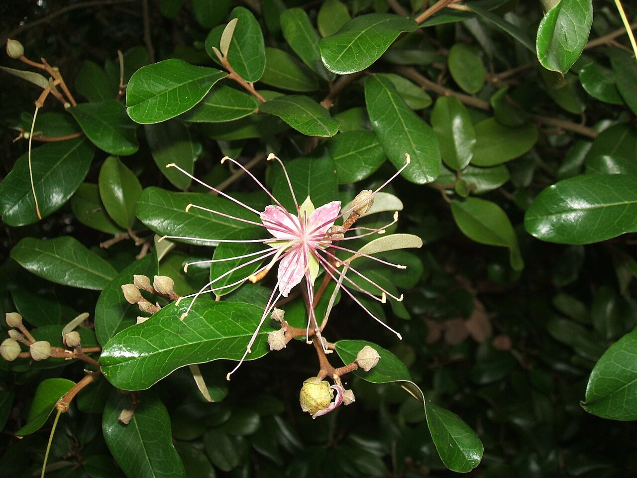 Jamaican caper: Capparis cynophallophora at Marie Selby Botanical Gardens, Sarasota, Florida, USA
