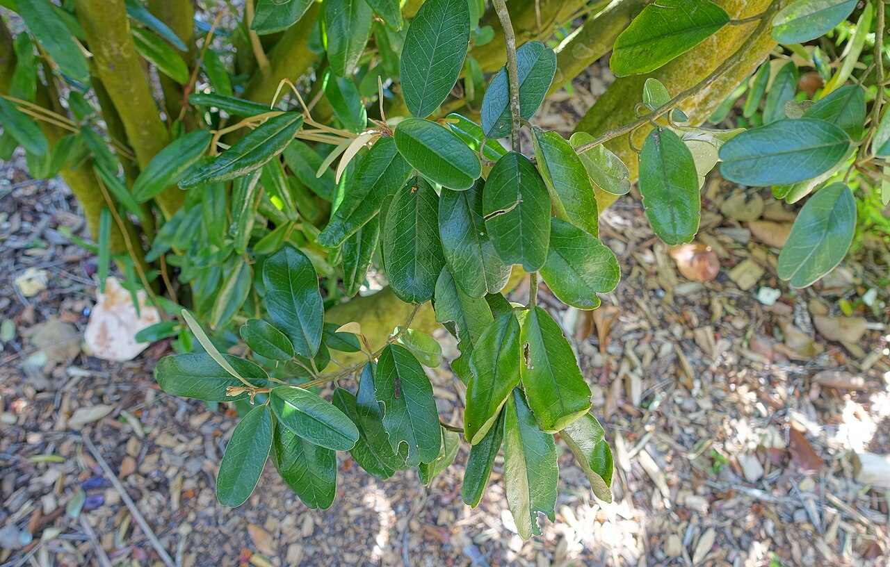 Jamaican caper: Botanical specimen in the Marie Selby Botanical Gardens - Sarasota, Florida, USA.