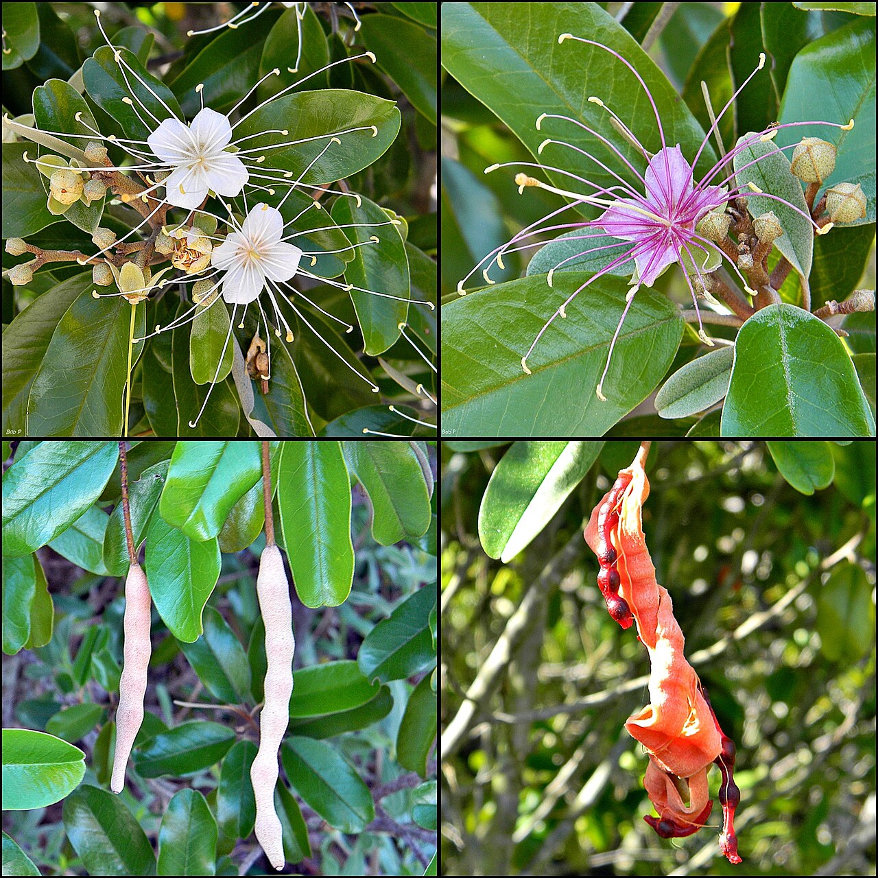 Jamaican caper: A little montage of our native Jamaica caper tree. The ripe seed pods burst open revealing the sticky red seeds. Birds love to eat these seeds, some of which ad