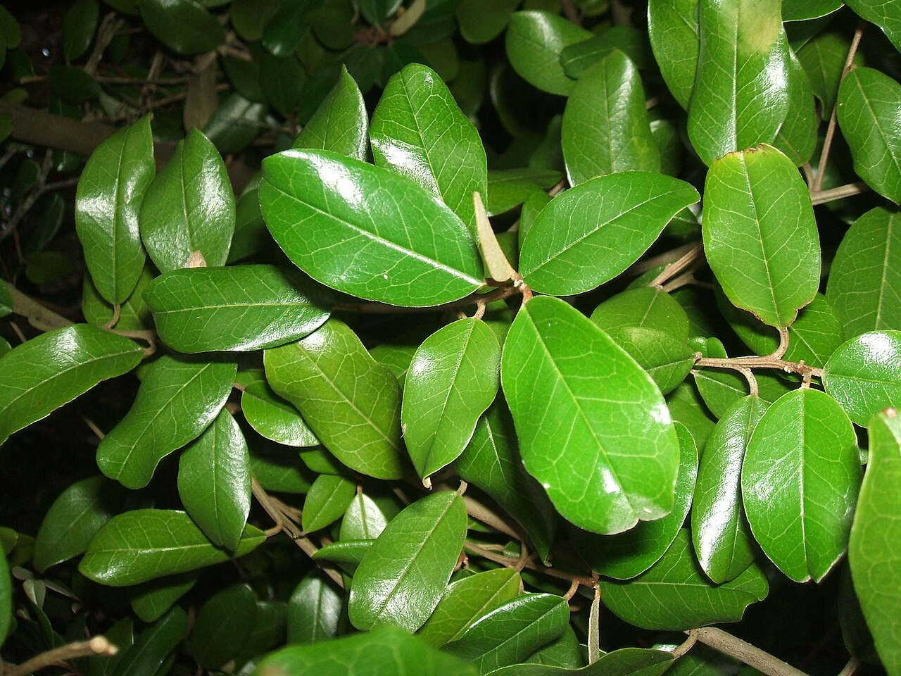 Jamaican caper: Capparis cynophallophora at Marie Selby Botanical Gardens, Sarasota, Florida, USA. Detail of apical twig showing young leaf folded to reveal the hairy lower sur