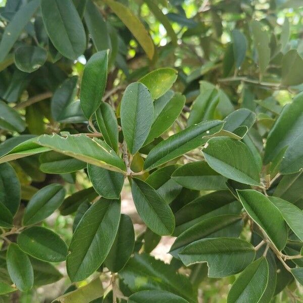 Jamaican caper (Morisonia cynophallophora)