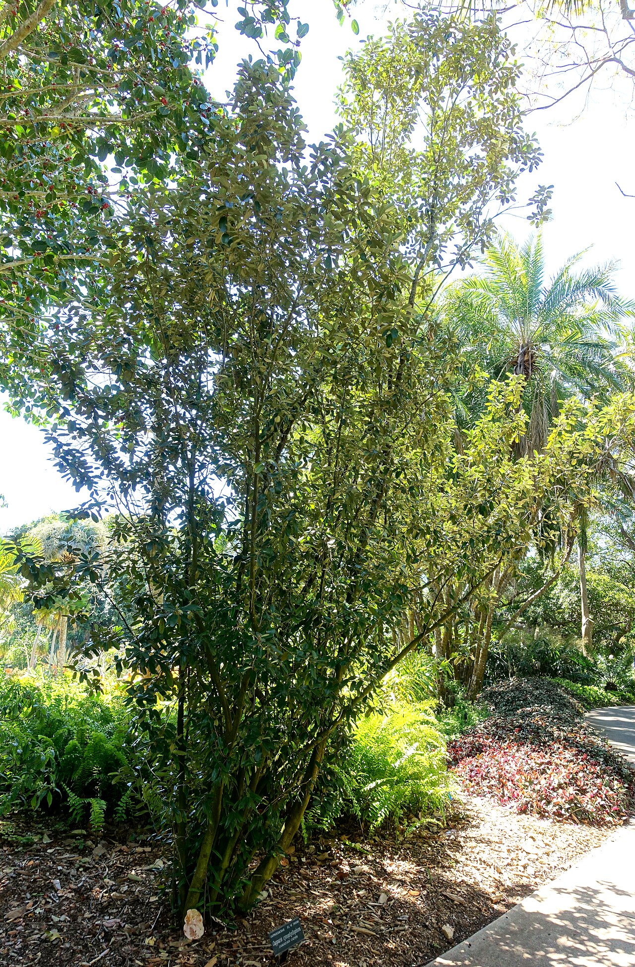 Jamaican caper: Botanical specimen in the Marie Selby Botanical Gardens - Sarasota, Florida, USA.