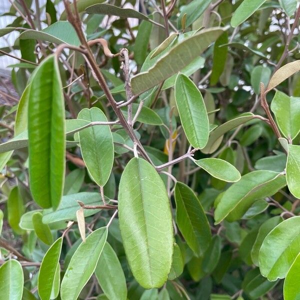 Jamaican caper (Morisonia cynophallophora)