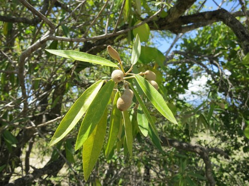 Morisonia ferruginea (Morisonia ferruginea)