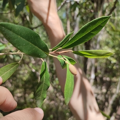 Morisonia ferruginea (Morisonia ferruginea)