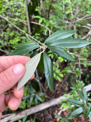 Morisonia ferruginea (Morisonia ferruginea)