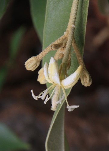 Morisonia ferruginea (Morisonia ferruginea)