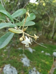 Morisonia ferruginea (Morisonia ferruginea)