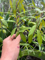 Morisonia ferruginea (Morisonia ferruginea)