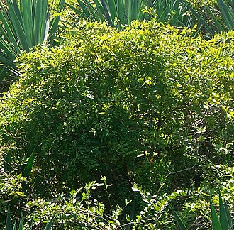 Bay-leaved caper: Capparis flexuosa