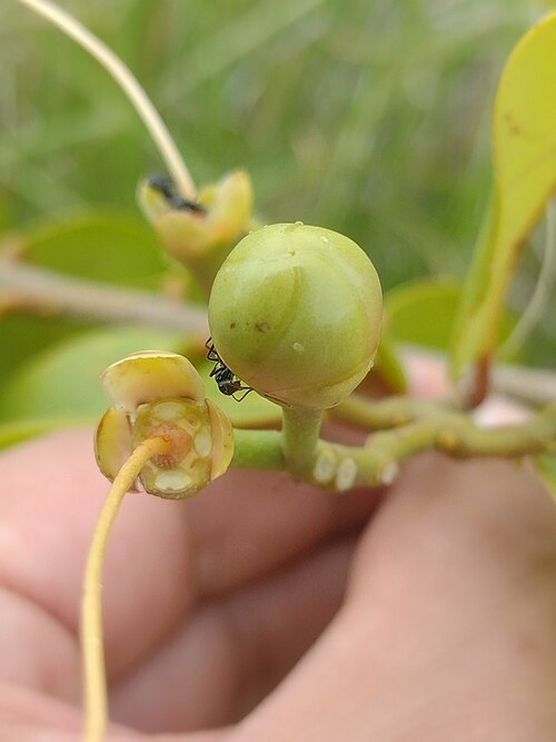 Bay-leaved caper: Bay-leaved caper ( Cynophalla flexuosa ) in Brazil