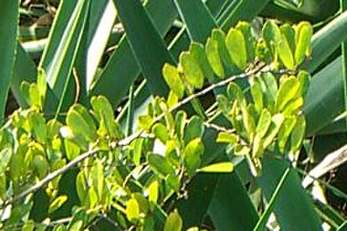 Bay-leaved caper: Capparis flexuosa