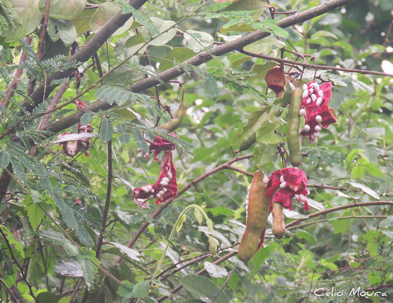 Broadleaf caper: Picture of Cynophalla hastata from iNaturalist.