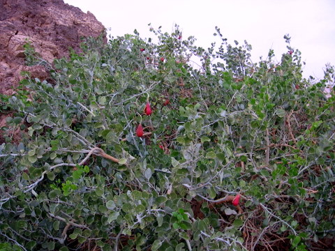 Morisonia odoratissima: tzalaf.