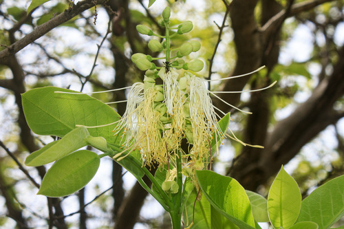Morisonia pachaca (Morisonia pachaca)