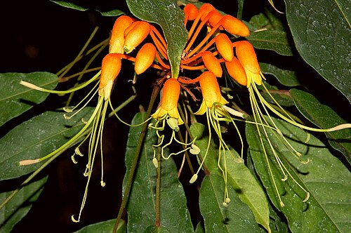 Morisonia paradoxa: Steriphoma paradoxum , known from South-America, photographed in the Botanical Garden Berlin, Germany