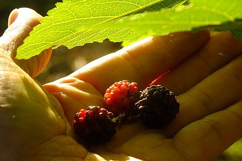 White mulberry: 2025-06-17 Morus rubra (fruit),Mulberry