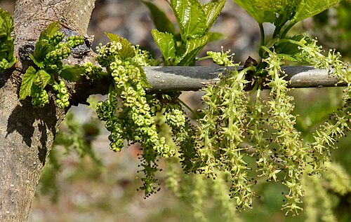 White mulberry: Morus alba - immatures inflorescences and flowers.