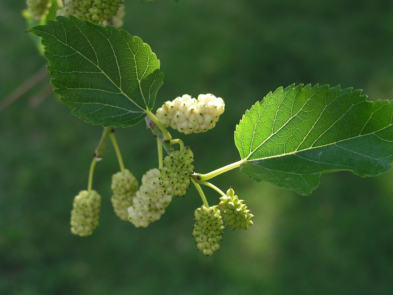 White mulberry: Morus alba , Family: Moraceae