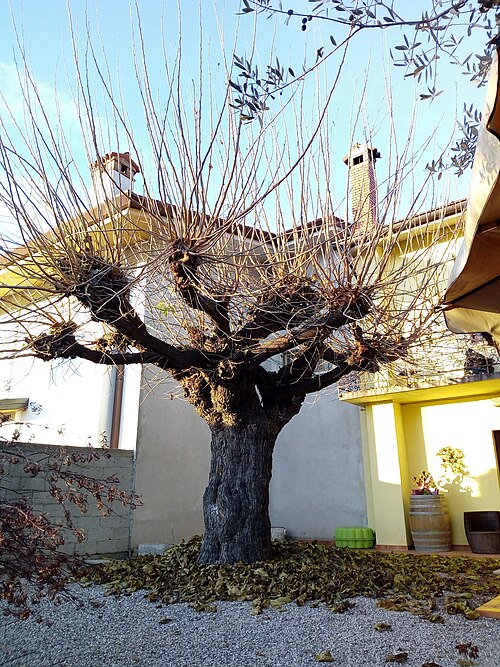 Black mulberry: Elencato come albero monumentale